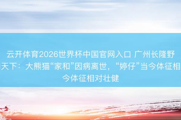 云开体育2026世界杯中国官网入口 广州长隆野无邪物天下：大熊猫“家和”因病离世，<a href=